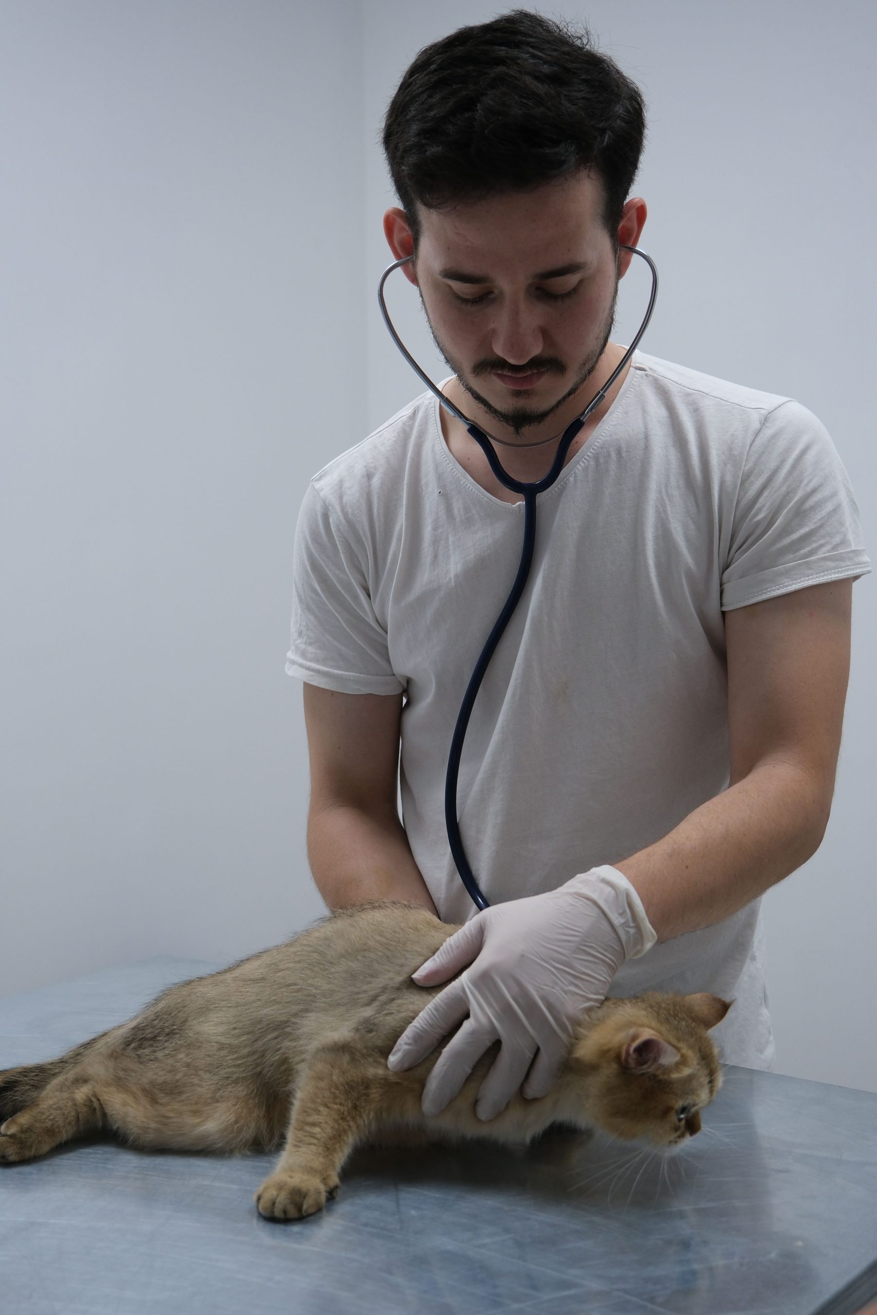 Veterinario examinando un gato